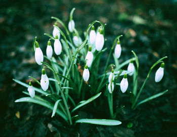 Close-up of white flowering plants on field