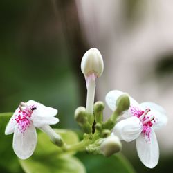 Close-up of white flowers