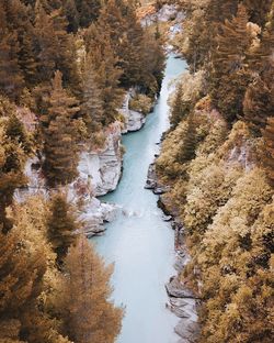 High angle view of river amidst trees