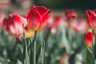 Close-up of red tulips blooming outdoors