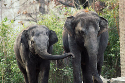 Elephant in a forest