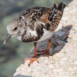 Close-up of a bird