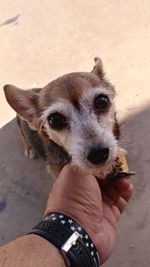 Close-up of hand holding dog outdoors