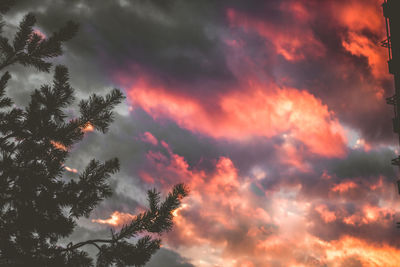 Low angle view of silhouette trees against sky at night