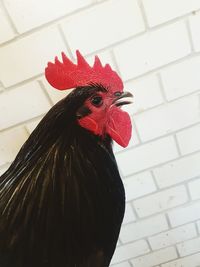 Close-up of rooster against wall