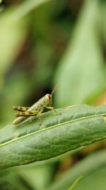 Close-up of insect on leaf