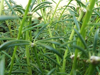 Close-up of grass growing in field
