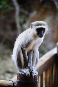 Portrait of monkey sitting outdoors