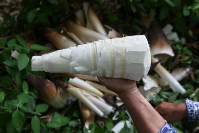 Close-up of hand holding bamboo shoot