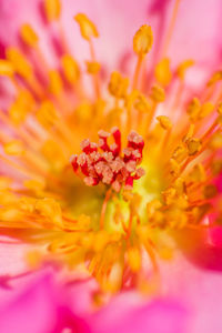 Close-up of pink flower