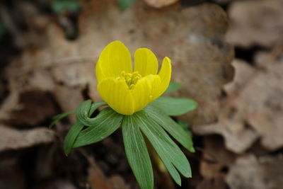 Close-up of yellow flowering plant