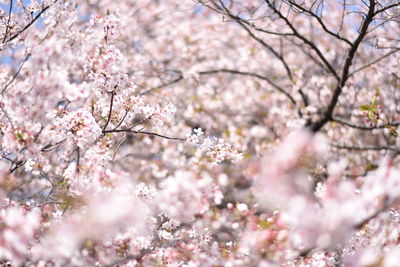 Cherry blossoms in spring