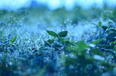 Close-up of raindrops on grass