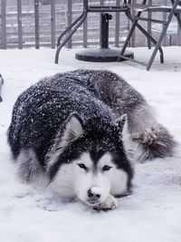 Close-up of dog during winter