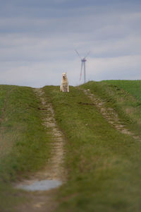 Rear view of woman standing on field against sky