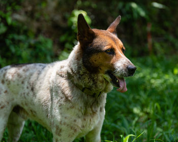 Close-up of a dog looking away