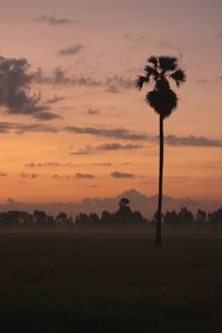 Silhouette palm trees on field against sky at sunset