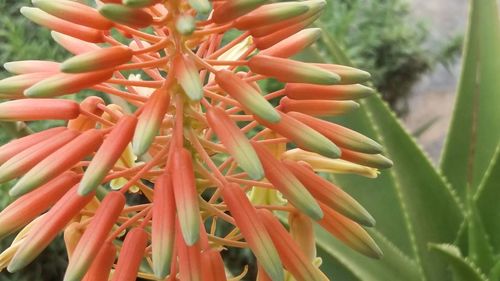 Close-up of flowers