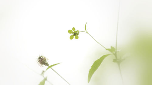 Close-up of flowering plant