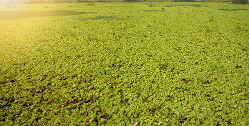 Full frame shot of plants. green plant over the molesta,giant salvinia.