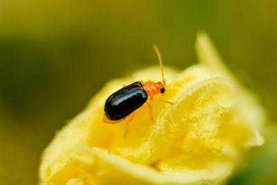 Close-up of insect on leaf