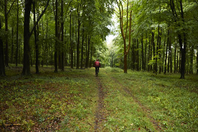 Rear view of man walking in forest