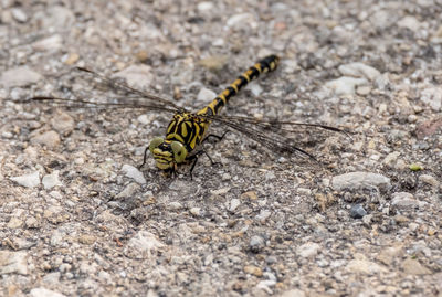 Close-up of insect on rock