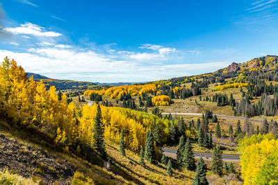 Yellow flowers growing on landscape against blue sky