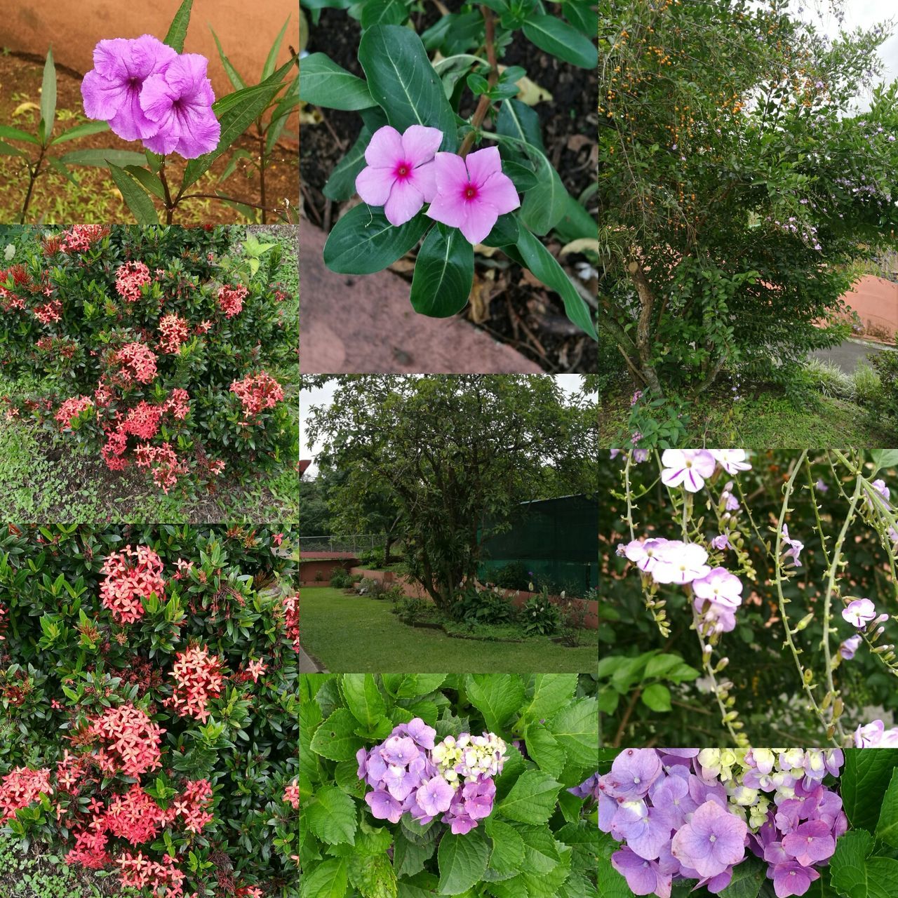 PINK FLOWERS BLOOMING IN PARK