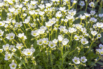 Flower banner - blooming white saxifrage on natural background. abstract floral backdrop with soft 