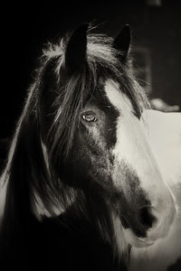 Close-up of a horse