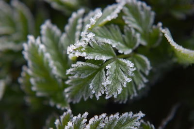 Close-up of frozen plant during winter