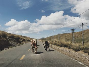Rear view of people riding horse on road
