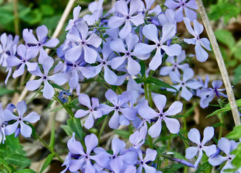 Close-up of purple flowering plant