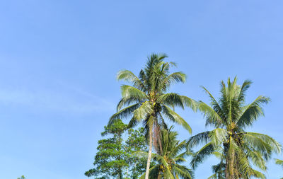 Low angle view of coconut palm tree against blue sky