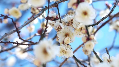 Close-up of white flowers on twig