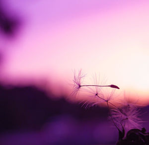 Close-up of plant at sunset