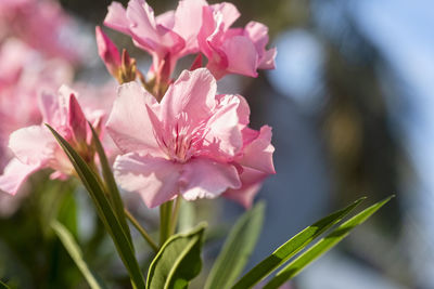 Close-up of pink flowering plant of oleander plant