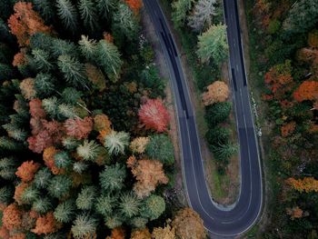 High angle view of flowering plants by road