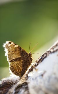Extreme close-up of butterfly on plant
