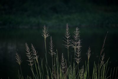 Close-up of stalks in field against sky