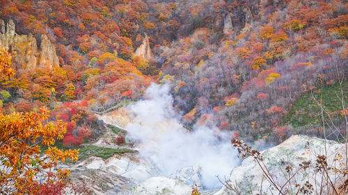 Scenic view of forest during autumn