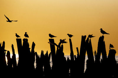 Silhouette birds flying against sky during sunset