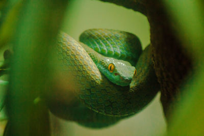 Close-up of green lizard