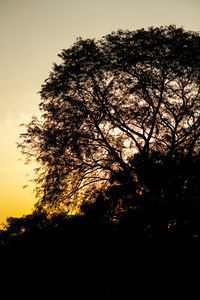 Silhouette trees against sky during sunset