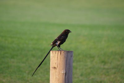 Close-up of bird perching on wooden post