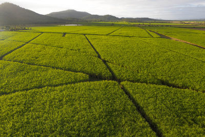 Scenic view of agricultural field