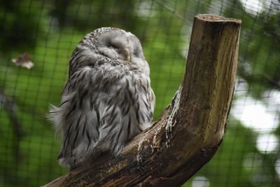 Close-up of owl perching on tree trunk