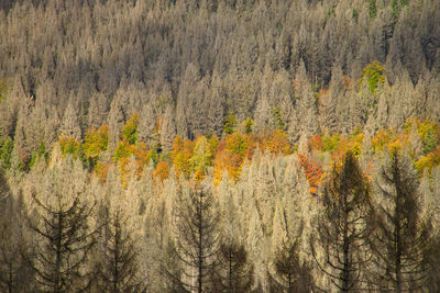 Pine trees in forest during autumn