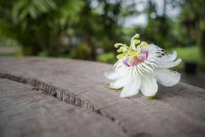 Close-up of white flower